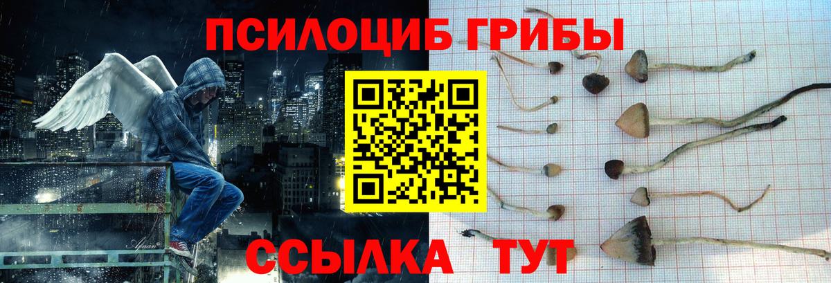 Галлюциногенные грибы Psilocybine cubensis  где найти наркотики  Камышлов  Вход с VPN  Галлюциногенные грибы мицелий 